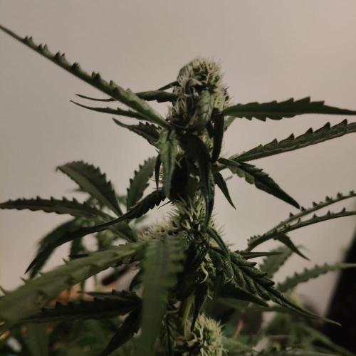 Kush Auto DWC Indoor. Week 8
