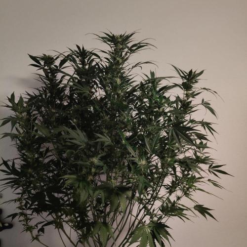 Apple Fritter Auto DWC Indoor. Week 8