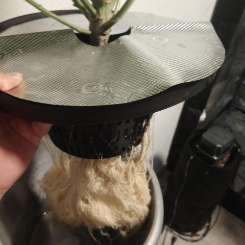 Apple Fritter Auto DWC Indoor. Week 8