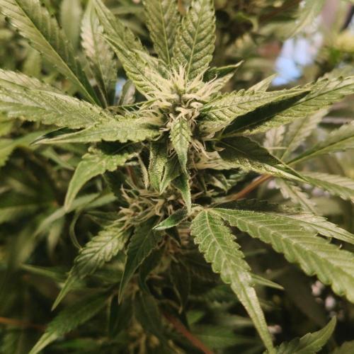 Apple Fritter Auto DWC Indoor. Week 8