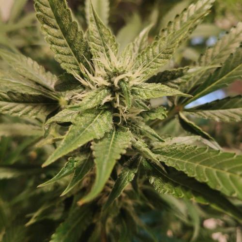 Apple Fritter Auto DWC Indoor. Week 8