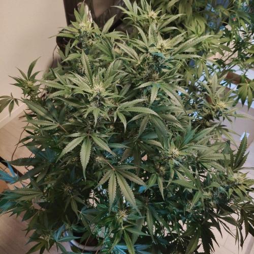 Apple Fritter Auto DWC Indoor. Week 8