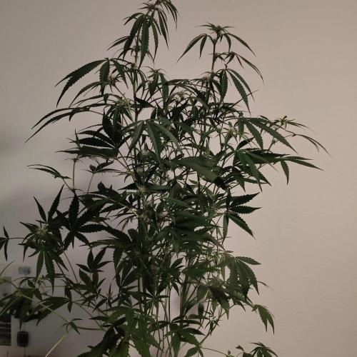 Cherry 7Up Auto DWC Indoor. Week 7