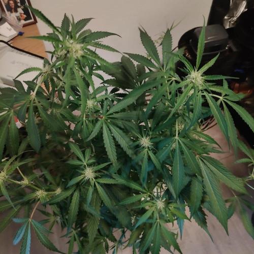Cherry 7Up Auto DWC Indoor. Week 7