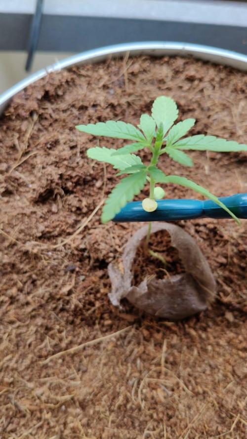 Blue Dream Outdoor. Week 3