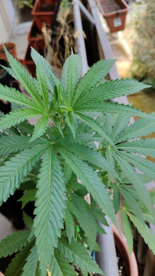 Swiss Skunk Auto Outdoor. Week 11