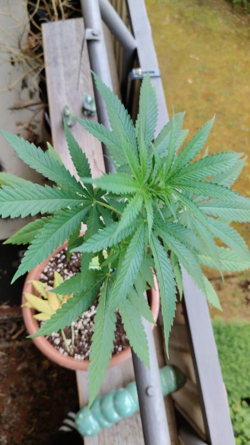 Swiss Skunk Auto Outdoor. Week 11