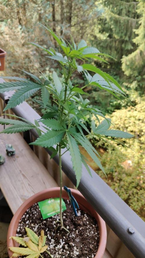 Swiss Skunk. Week 11