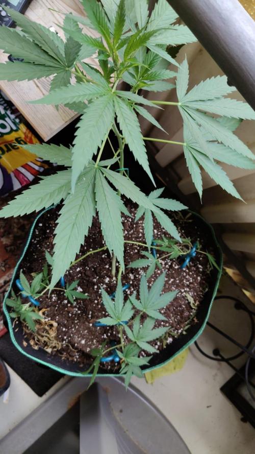 Northern Lights Outdoor. Week 12