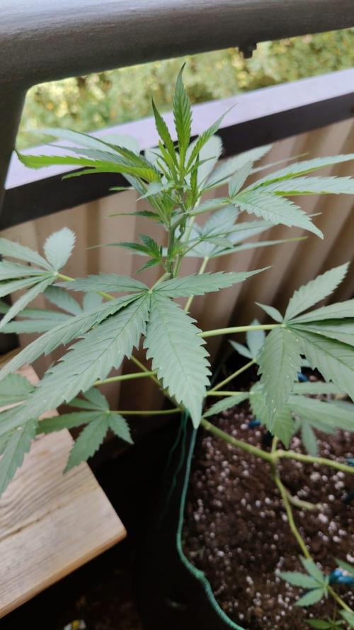 Northern Lights Outdoor. Week 12