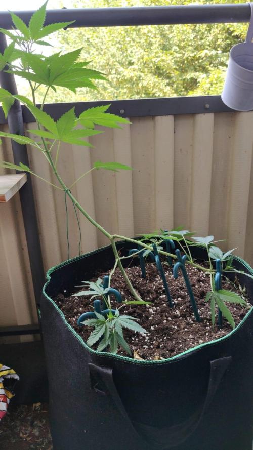 Northern Lights. Week 12