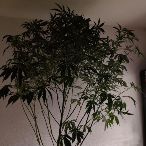 Strawberry Haze Auto DWC Indoor. Week 9