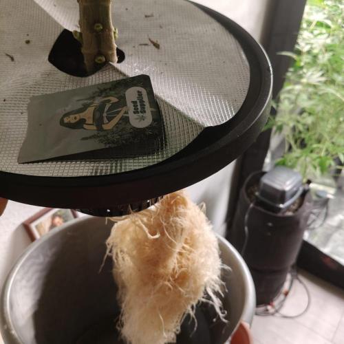 Strawberry Haze Auto DWC Indoor. Week 9