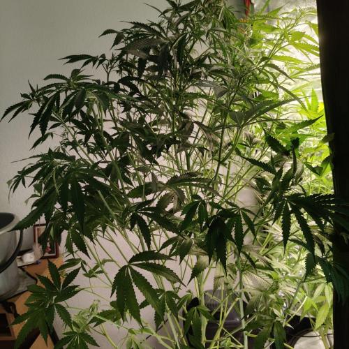 Strawberry Haze Auto DWC Indoor. Week 9