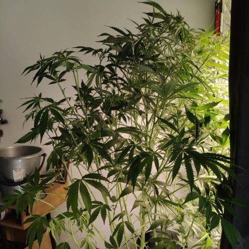 Strawberry Haze Auto DWC Indoor. Week 9