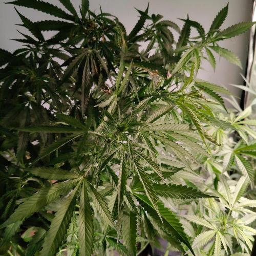 Strawberry Haze Auto DWC Indoor. Week 9
