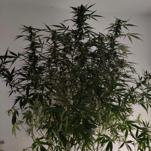 Kush Auto DWC Indoor. Week 9