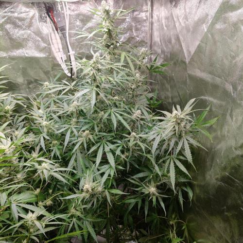 Kush Auto DWC Indoor. Week 9