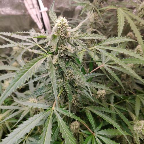 Kush Auto DWC Indoor. Week 9