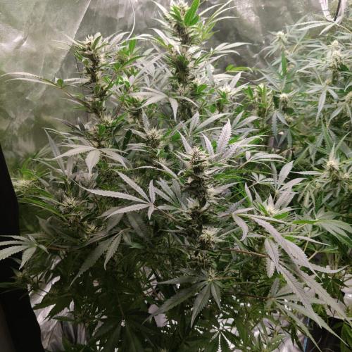 Apple Fritter Auto DWC Indoor. Week 9