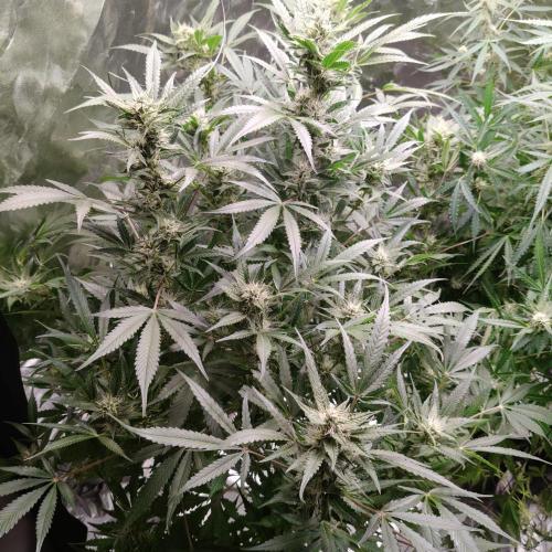 Apple Fritter Auto DWC Indoor. Week 9