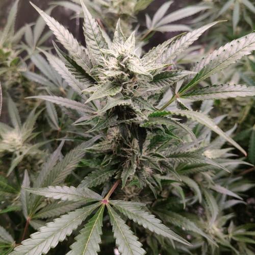 Apple Fritter Auto DWC Indoor. Week 9
