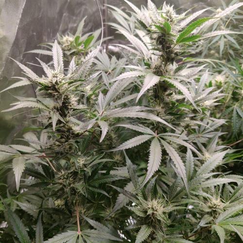 Apple Fritter Auto DWC Indoor. Week 9