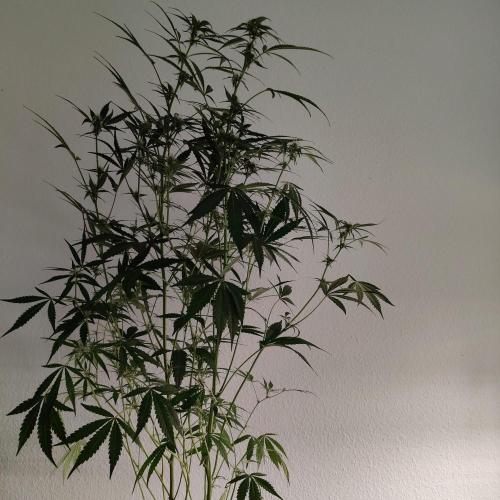 Cherry 7Up Auto DWC Indoor. Week 8