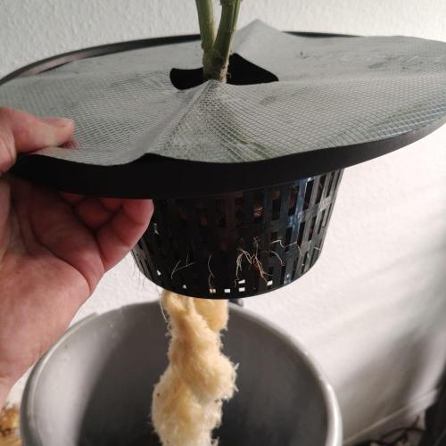 Cherry 7Up Auto DWC Indoor. Week 8