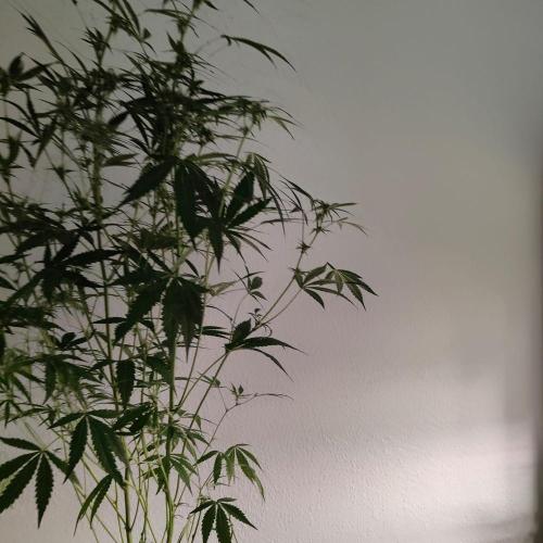 Cherry 7Up Auto DWC Indoor. Week 8
