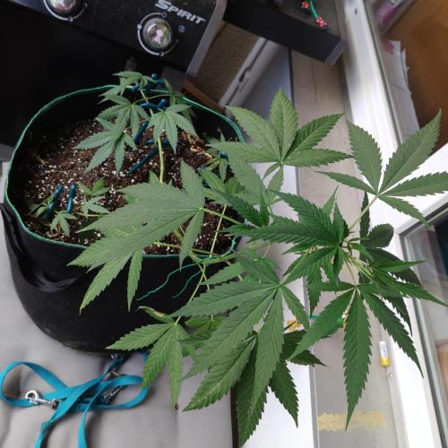 Northern Lights Outdoor. Week 13