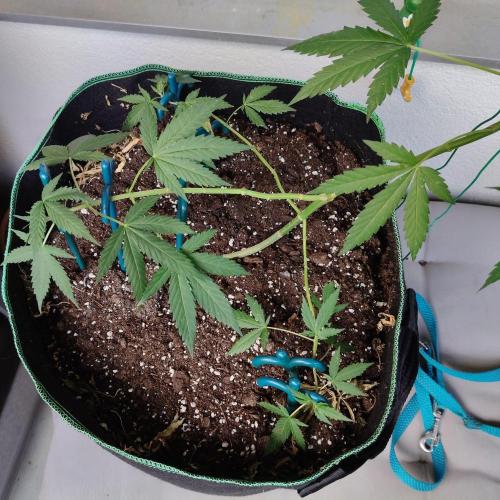 Northern Lights. Week 13