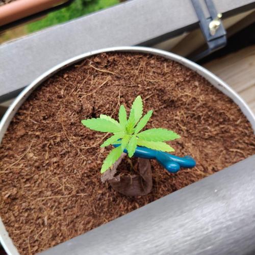 Blue Dream Outdoor. Week 4