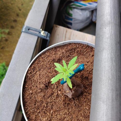 Blue Dream Outdoor. Week 4