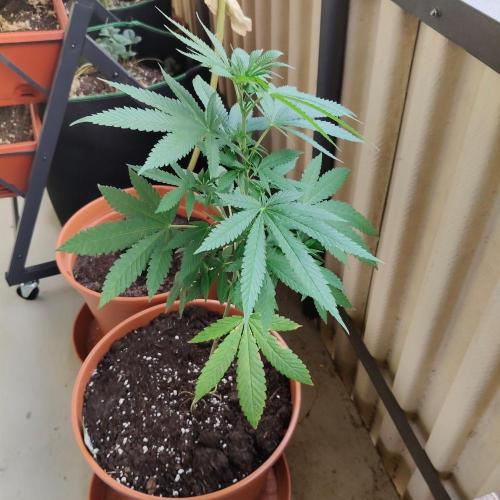 Swiss Skunk Auto Outdoor. Week 12