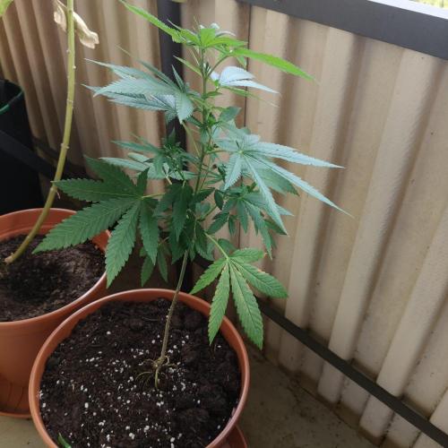 Swiss Skunk Auto Outdoor. Week 12