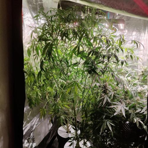 Strawberry Haze Auto DWC Indoor. Week 10