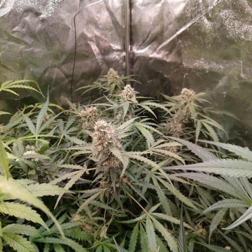 Kush Auto DWC Indoor. Week 10
