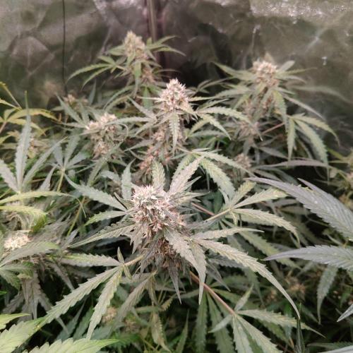 Kush Auto DWC Indoor. Week 10