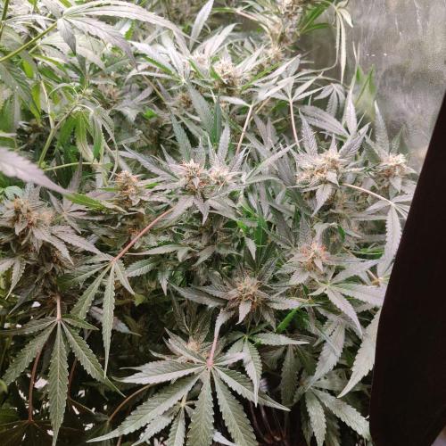 Apple Fritter Auto DWC Indoor. Week 10