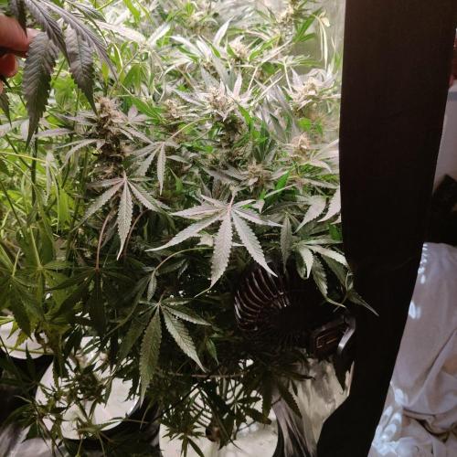 Apple Fritter Auto DWC Indoor. Week 10