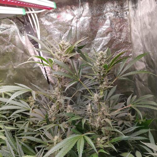 Cherry 7Up Auto DWC Indoor. Week 9