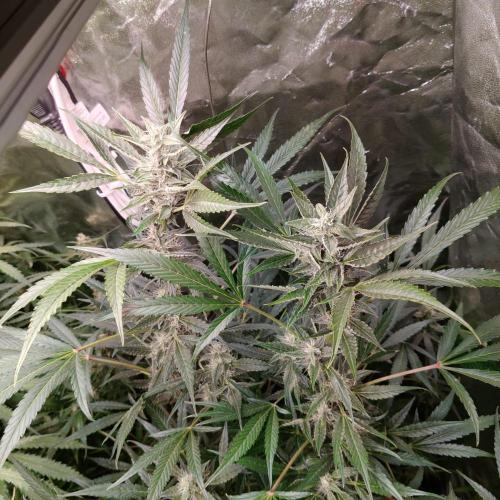 Cherry 7Up Auto DWC Indoor. Week 9