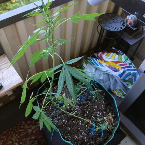 Northern Lights Outdoor. Week 14