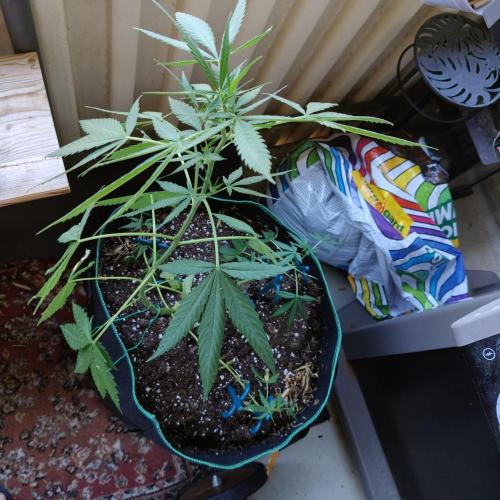 Northern Lights Outdoor. Week 14