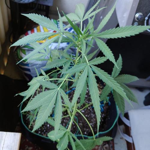 Northern Lights. Week 14