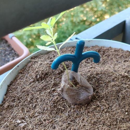 Blue Dream Outdoor. Week 5