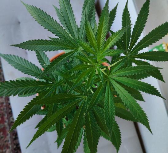 Swiss Skunk Auto Outdoor. Week 13