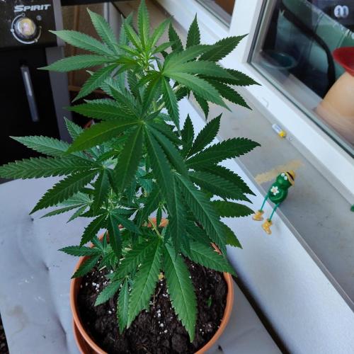 Swiss Skunk Auto Outdoor. Week 13