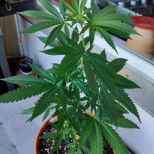 Swiss Skunk Auto Outdoor. Week 13